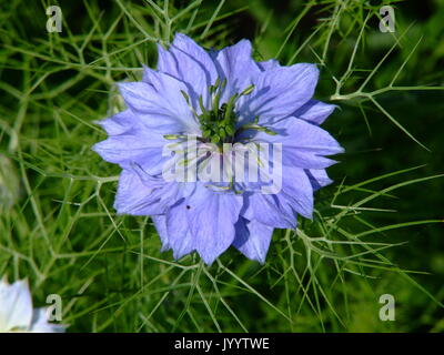 Plusieurs fleurs de Nigelle Banque D'Images