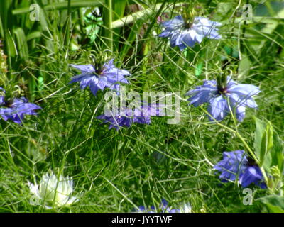 Plusieurs fleurs de Nigelle Banque D'Images