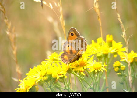 Papillons Gatekeeper Banque D'Images