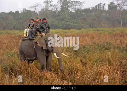 Les touristes indiens sur Elephant safari, parc national de Kaziranga, Assam, Inde Banque D'Images