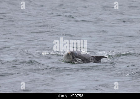 Spurtle de soleil, le grand dauphin, profiter de la vie dans le Moray Firth Banque D'Images