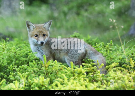 Portrait de red fox plus grande des renards Vulpes vrai - vilpes Banque D'Images