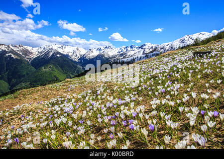 Tapis de Crocus dans les pâturages de Valgerola. La Valtellina. La Lombardie. L'Italie. L'Europe Banque D'Images