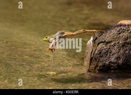 (Lithobates catesbeianus grenouille taureau américain) sautant dans une forêt lac, Ames, Iowa, USA Banque D'Images