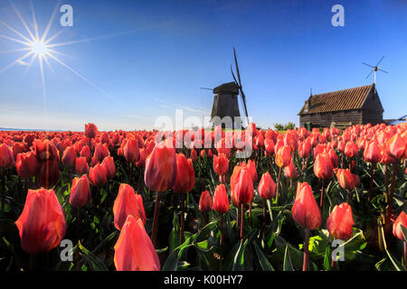 Tulipes rouges en premier plan et le ciel bleu de l'image moulin au printemps Schermerhorn Alkmaar Pays-bas Hollande du Nord Europe Banque D'Images