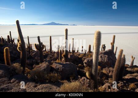 Cactus sont les seules formes de vie sur l'Isla del pescado. Salar de Uyuni. Sud Lipez. La Bolivie. L'Amérique du Sud Banque D'Images