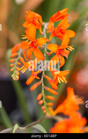 Jardin de fleurs d'été Banque D'Images