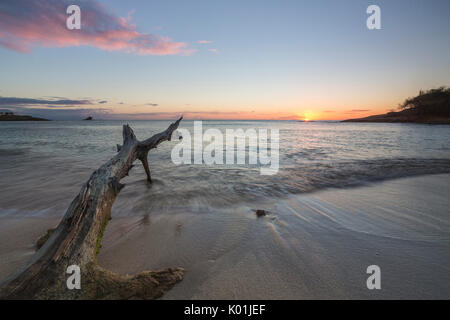 Vagues sur un tronc d'arbre sur la plage encadrée par le coucher du soleil des caraïbes d'Eretmochelys imbricata Bay Antigua-et-Barbuda Antilles Îles sous le vent Banque D'Images