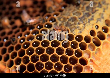 Une abeille produisant le miel, un produit typique de la Valteline, Lombardie Italie Europe Banque D'Images