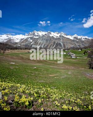 Plein de fleurs des champs au printemps en Val di Fex en Engadine, dans l'arrière-plan le groupe de Piz Lagrev encore couverte de neige, en Suisse. L'Europe Banque D'Images