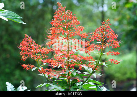 Clerodendrum paniculatum fleurs foisonnent dans le jardin, c'est aussi un médicament pour traiter les yeux humains et les menstruations. Banque D'Images