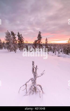 La lumière rose de l'Arctique coucher du soleil illumine le Snowy Woods Vennivaara Laponie Rovaniemi Finlande Région Europe Banque D'Images