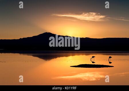 Des flamants roses sur la lagune Chaxa Salar de Atacama au coucher du soleil, le Chili Amérique du Sud Banque D'Images