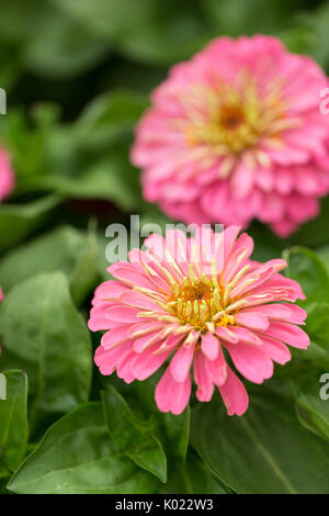 Zinnia poussant dans un jardin de fleurs d'été Banque D'Images