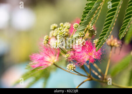 Close up de fleurs sur un arbre de soie Banque D'Images