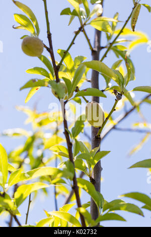 De plus en plus sur l'arbre d'Amandes Banque D'Images