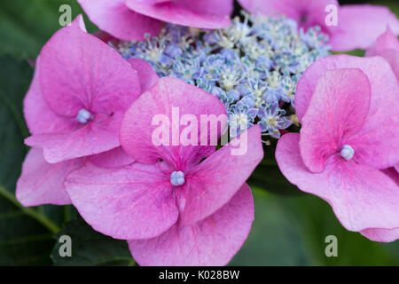 Hortensia rose Jardin de fleurs en été de plus en plus Banque D'Images