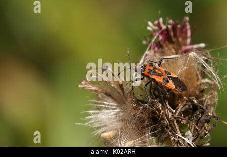 Un bug de cannelle (Corizus hyoscyami) perché sur un chardon. Banque D'Images