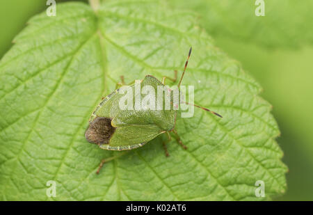 Un Shieldbug verte (Palomena prasina) perché sur une feuille. Banque D'Images
