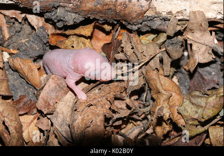 Un tout petit bébé souris en bois (Apodemus sylvaticus). Banque D'Images