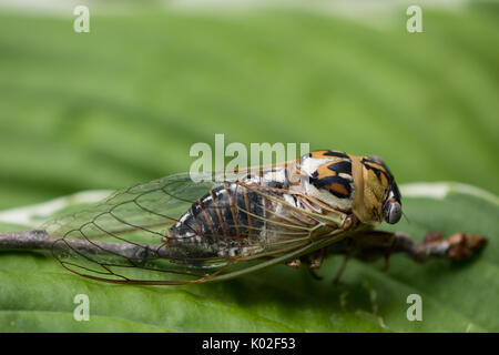 Close up d'un grand Western Cigale sur une feuille verte. Banque D'Images