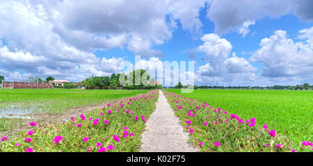 Portulaca grandiflora fleur qui s'épanouit sur les terres en bord de champs de riz sont en greffes. C'est la beauté de l'idyllique, calme Vietnam Banque D'Images