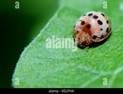 Close-up, macro-vision d'une petite coccinelle de couleur - coccinelle - Coccinellidae - insecte sur une feuille verte dans un jardin familial au Sri Lanka Banque D'Images