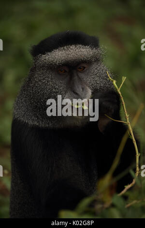 Singe bleu (Cercopithecus mitis stuhlmanni), dans la forêt de Kakamega, province de l'Ouest, au Kenya, les sujets d'étude à long terme Banque D'Images