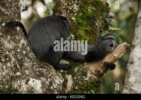 Singe bleu (Cercopithecus mitis stuhlmanni), dans la forêt de Kakamega, province de l'Ouest, au Kenya, les sujets d'étude à long terme Banque D'Images