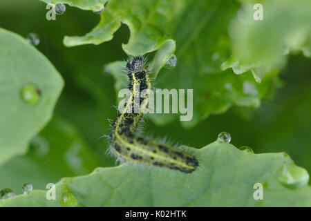 Papillon blanc du chou brassica manger un Caterpillar Banque D'Images