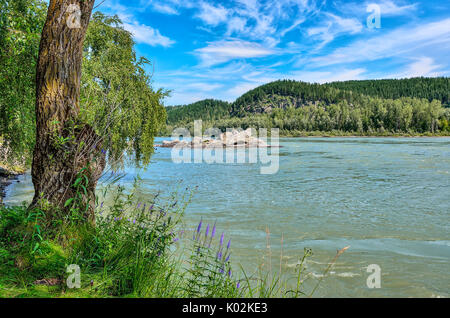 Beau paysage estival de la rivière de montagne avec Katun stony island, avec arbres et fleurs sauvages bleues sur l'avant-plan et les collines couvertes de forêts o Banque D'Images