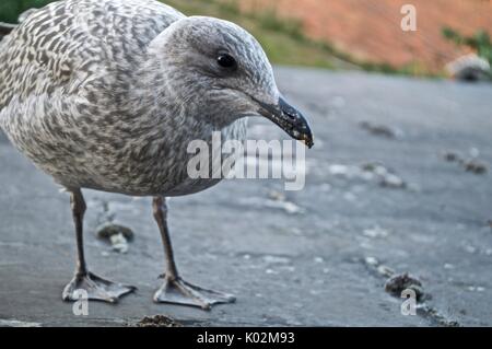 Seagull bébé debout sur un toit. Banque D'Images