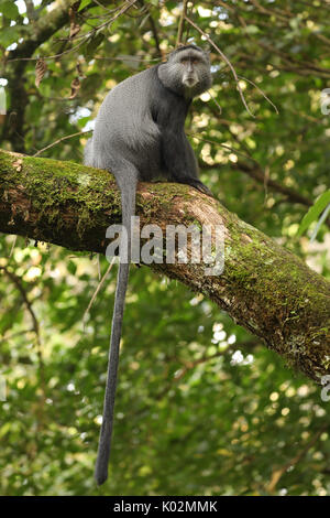 Singe bleu (Cercopithecus mitis stuhlmanni), dans la forêt de Kakamega, province de l'Ouest, au Kenya, les sujets d'étude à long terme Banque D'Images