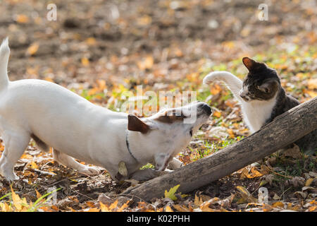 Cute jack Russel chien et chaton meilleurs amis domestiques Banque D'Images