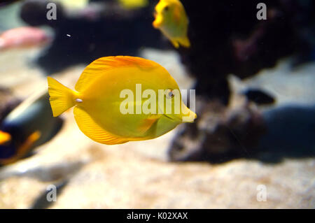 Zebrasoma flavescens, poisson chirurgien jaune. Le jaune vif des poissons de récifs coralliens en eau salée Banque D'Images