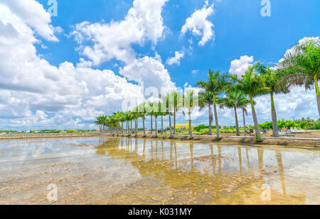 Royal Palm cubain des arbres plantés le long d'un chemin rural sur terrain à la campagne Banque D'Images