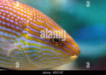 Purplelined undulatus Cirrhilabrus lineatus se retrouve le long des barrières de corail de l'Australie et de la Nouvelle Calédonie Banque D'Images