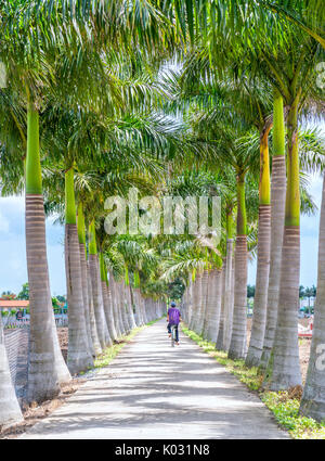 Royal Palm cubain des arbres plantés le long d'un chemin rural sur terrain à la campagne Banque D'Images