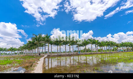 Royal Palm cubain des arbres plantés le long d'un chemin rural sur terrain à la campagne Banque D'Images