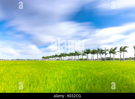 Royal Palm cubain des arbres plantés le long d'un chemin rural sur les champs de riz dans la campagne Banque D'Images