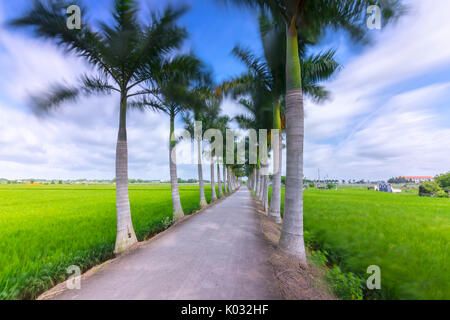 Royal Palm cubain des arbres plantés le long d'un chemin rural sur les champs de riz dans la campagne Banque D'Images