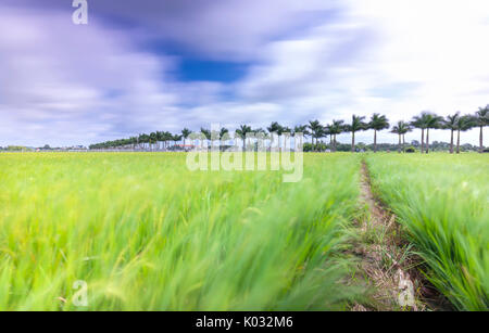 Royal Palm cubain des arbres plantés le long d'un chemin rural sur les champs de riz dans la campagne Banque D'Images