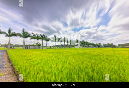 Royal Palm cubain des arbres plantés le long d'un chemin rural sur les champs de riz dans la campagne Banque D'Images