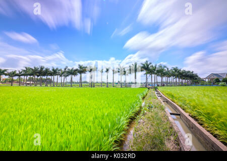 Royal Palm cubain des arbres plantés le long d'un chemin rural sur les champs de riz dans la campagne Banque D'Images