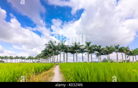 Royal Palm cubain des arbres plantés le long d'un chemin rural sur les champs de riz dans la campagne Banque D'Images