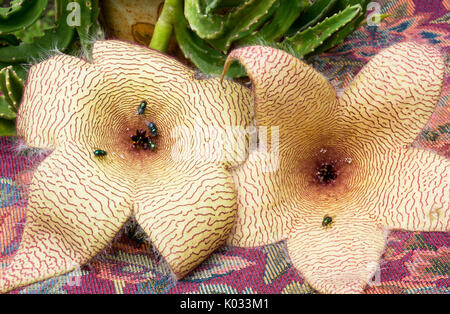 Carrion planter des fleurs en fleur. Les étoiles de fleurs attirant les mouches vert bouteille. Banque D'Images