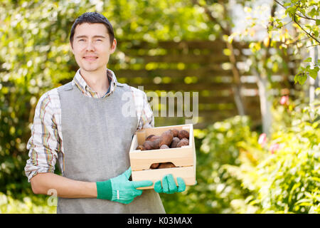 Photo d'un homme avec la boîte de pommes de terre dans son jardin d'été Banque D'Images