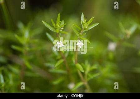 Marais australien stonecrop (Crassula helmsii) en fleurs. Plante aquatique envahissante, aka Nouvelle-zélande pygmyweed, dans la famille des Crassulaceae Banque D'Images