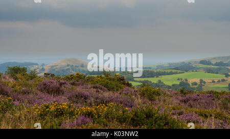 Vue depuis l'endroit d'une beauté naturelle Stiperstones. À l'est de la réserve naturelle nationale de Shropshire, England, UK Banque D'Images