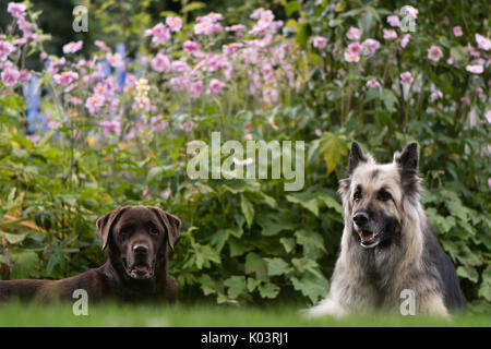Labrador chocolat et de bergers allemands. Noir et Crème alsacienne à poil long et de laboratoire en face de English Chalet jardin fleurs Banque D'Images